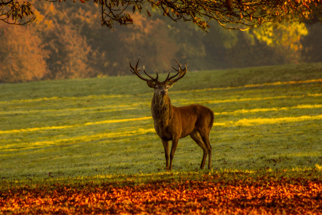 écouter le brame du cerf en Dordogne en automne