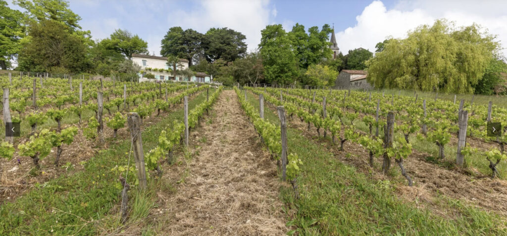 Vignes enherbées du Domaine Mouthes le Bihan à Saint-Jean-de-Duras, producteurs en biodynamie