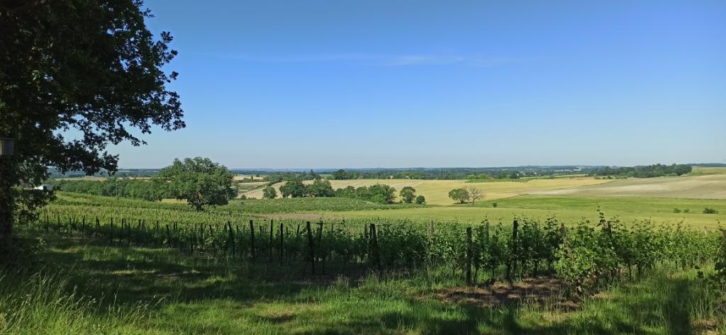 Vignes du Bergeracois à Saint-Aubin-de-Cadelech